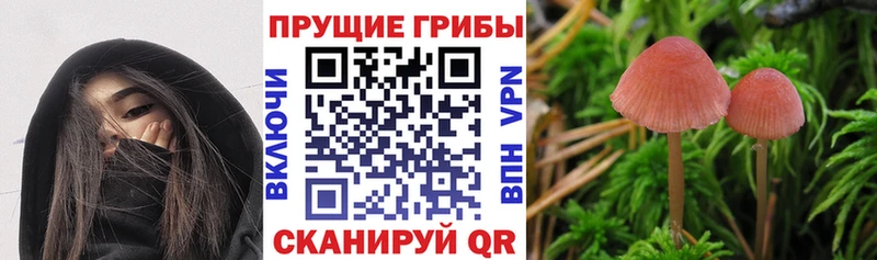 Галлюциногенные грибы Psilocybine cubensis  где продают наркотики  Краснокаменск 